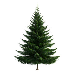 Tree, Beautiful christmas tree isolated on white background, Decorated Christmas tree
