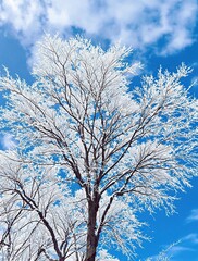 Fototapeta premium Beautiful snow-covered tree branches against blue sky, landscape, scenic, backgrounds, serene
