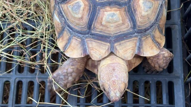 Beautiful turtle in a cage