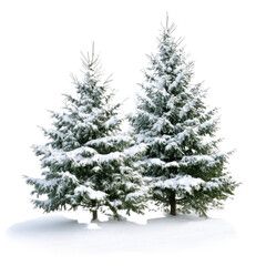 Fototapeta premium Fir tree with snow on transparent background. Vector illustration.