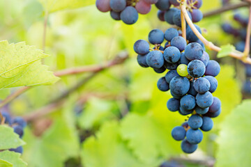 Grapes on Vine in Vineyard