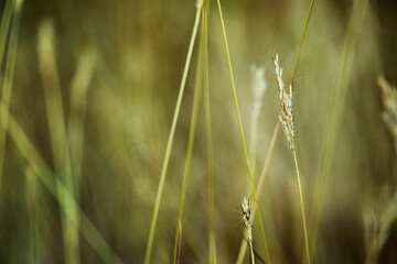 Close-Up of Grass Stalks in a Field