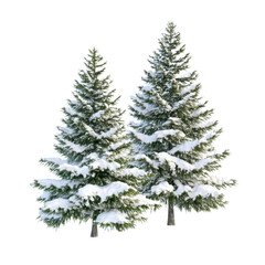 Two realistic fir trees with snow isolated on transparent background. Vector illustration.