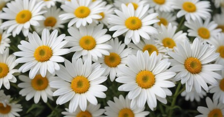 Fototapeta premium Close-up of a cluster of white daisies with yellow centers, botanical, colorful