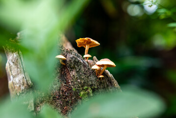 Toadstool growth on rotting wood
