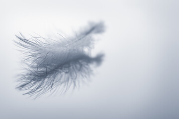 Obraz premium Feather Floating on Water