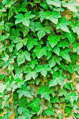 Green Ivy Climbing Wall