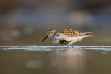 Dunlin standing in the ocean searching for food