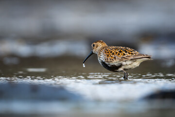 Dunlin with water droplet hanging from it's beak, in shallow water at the coast