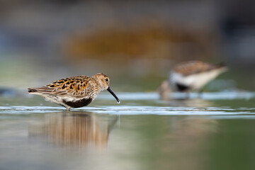 Two dunlins in shallow water at a sandy beach