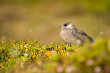 A female arctic  skua / parasitic jaeger brooding at her nest in the sunlight