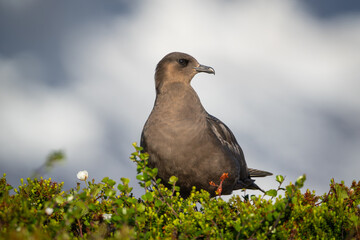 Arctic skua or parasitic jaeger in sunlight, high detail closeup, dwarf bushes in foreground, background out of focus