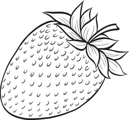 Strawberry berry vector illustration in sketch style on isolated background. Hand drawn line art image of summer fruit for packaging and design.