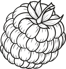 Raspberry berry vector illustration in sketch style on isolated background. Hand drawn line art image of summer fruit for packaging and design.