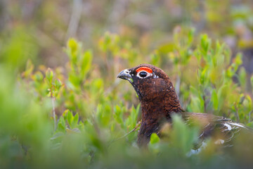 Willow ptarmigan in summer plumage hiding in dwarf shrubs