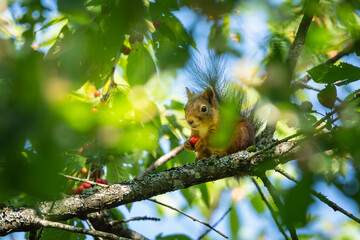 Red squirrel in tree eating wild cherries