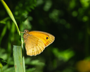 Orange butterfly on grass, detailed image with out of focus background