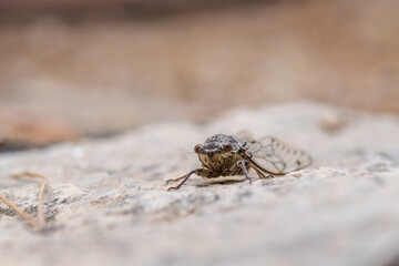 Cicada on a rock, detailed image