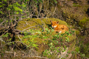A red fox pup relaxing in the sun
