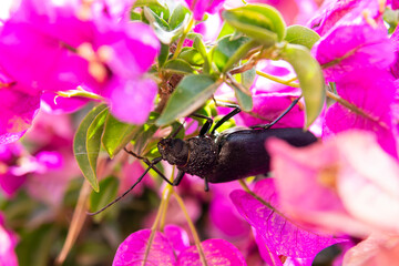 Huge longhorn beetle in between purple flowers, the sawyer / the tanner