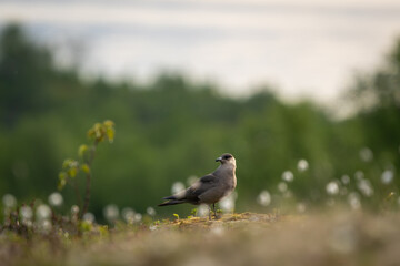 Arctic  skua / parasitic jaeger in field near the coast