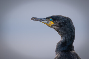 Closeup detailed shot of cormorant with bright turquoise eyes and yellow beak