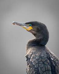 Closeup of cormorant in portrait mode, high details, turquoise eyes