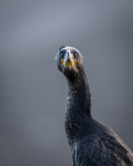 A curious cormorant looking straight into the camera, comedy wildlife