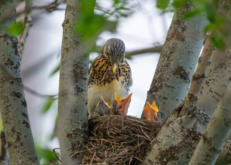 Mother fieldfare feeding chicks worms in nest