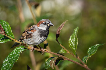 High detail closeup of male house sparrow on branch, blurry background