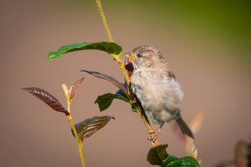 Female house sparrow on branch, high quailty closeup, bokeh background