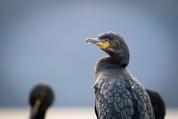 High detail closeup of cormorant looking towards camera with blue eyes