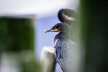 Cormorants with beautiful blue eyes behind pillars on the pier