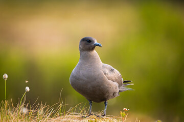 High detail portrait of an arctic  skua (parasitic jaeger) with out of focus background