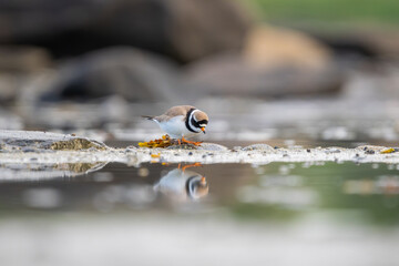 Ringed Plover foraging near the shore, looking at it's own reflection
