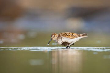 A dunlin, a shorebird foraging in the shallow water, water dripping from it's beak