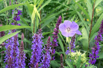 Composition with purple sage and blue field geranium flower.