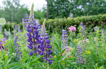 Purple lupines bloom in the summer garden.