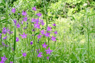 Campanula patula or bellflowers wild flowering plant in a summer garden.