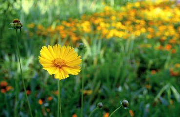 Yellow coreopsis flower blooms in the summer garden.