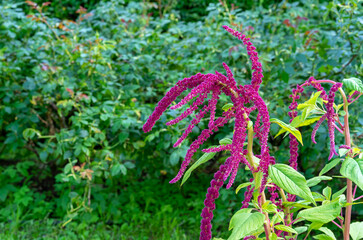 Red amaranth (Amaranthus cruentus) with velvet flower.