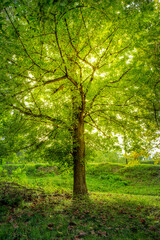 Fototapeta premium Serene Morning Sunlight Through Tree