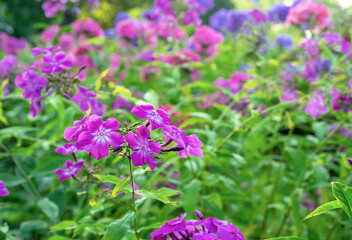 Obraz premium Purply garden Phlox (Phlox paniculata) blooms in a summer garden.