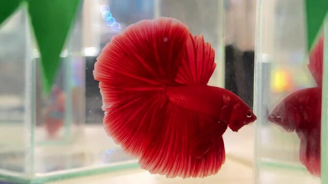 Beautiful fighting fish in a jar