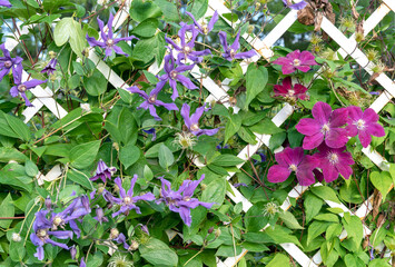 Dark purple clematis flowers on a white garden grate.