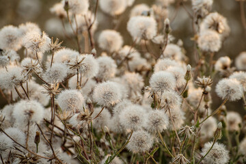background of white fluffy dandelions