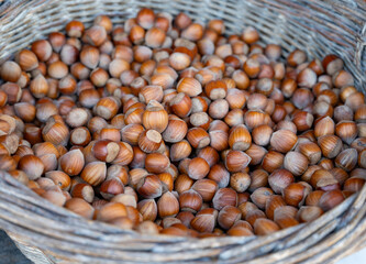 Wicker basket with collected hazelnuts, cultivation of AOP walnuts in Perigord, Dordogne, France