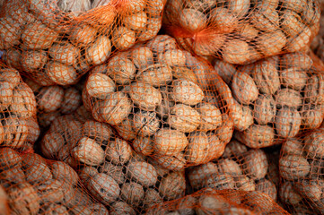 Nets with collected walnuts, cultivation of AOP walnuts in Perigord, Dordogne, France
