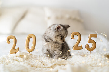A cute tabby kitten of the Scottish straight cat breed sits on a knitted blanket. Good New Year spirit. Ready postcard 2025. Happy New Year animal, pet, cat.