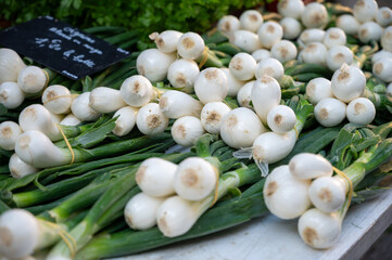 Bunches of fresh young heads of white garlic and onion on local farmers market in Dordogne, France, close up